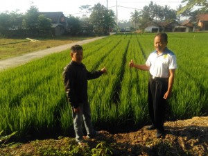 penggunaan agrobost pada tanaman padi
